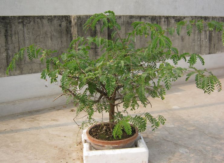 Voksende tamarind