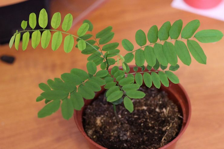 التربة لزراعة التمر الهندي