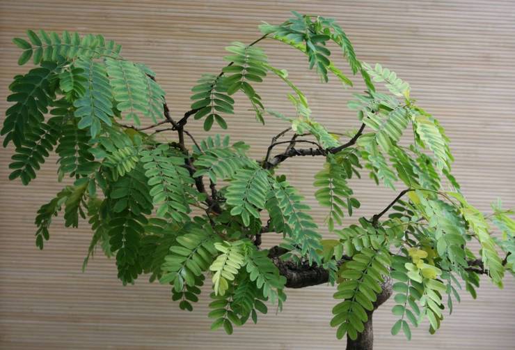 Tamarind bonsai formation