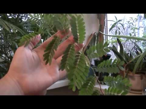 تمر هندي من البذور. كيف ينمو التمر الهندي.