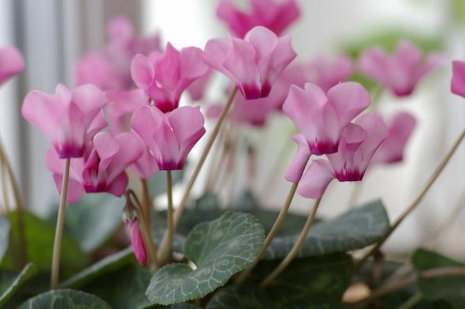 Hvad er den bedste temperatur til at holde planter og blomster om sommeren og vinteren