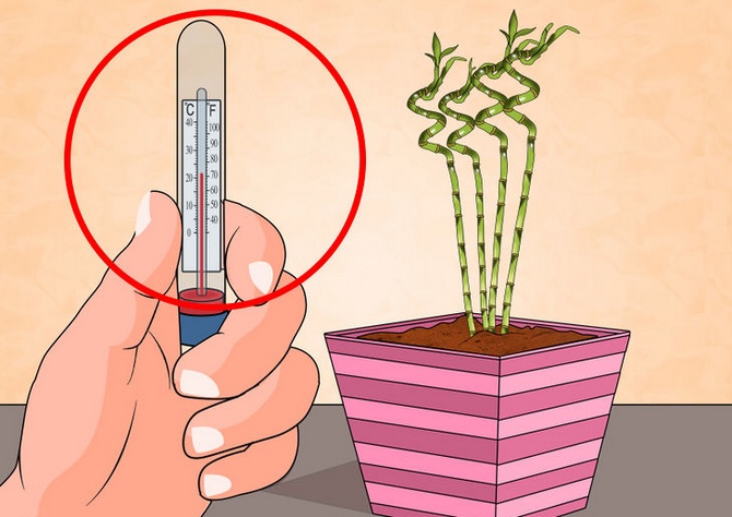 Θερμοκρασία για φυτά εσωτερικού χώρου