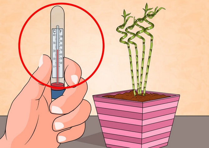 Temperatur for indendørs planter