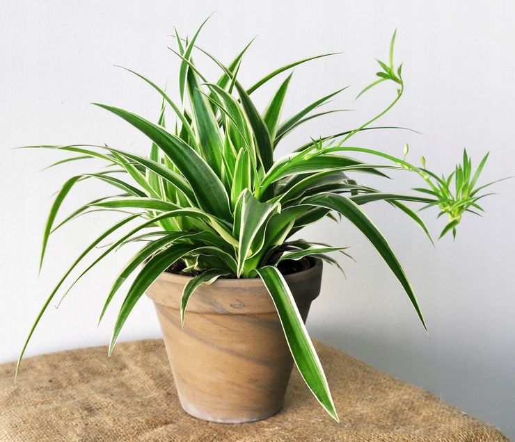 Chlorophytum