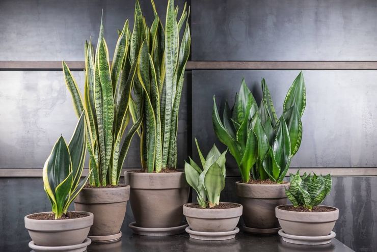 Sansevieria