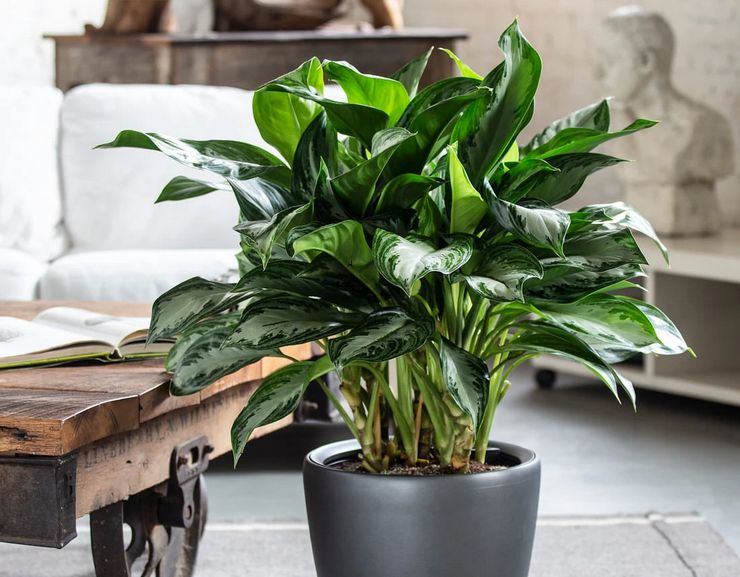 Aglaonema