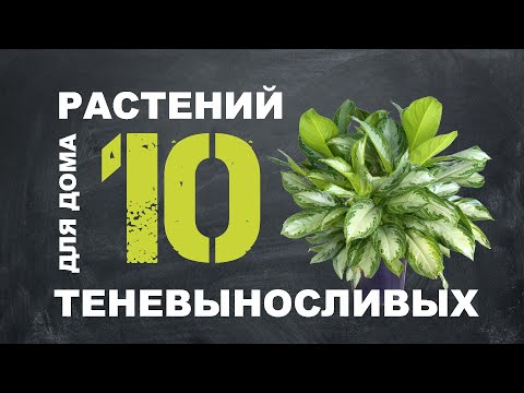 أفضل 10 نباتات تظليل للمنزل