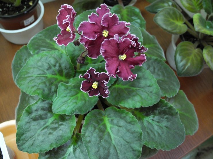 Usambara violet (Saintpaulia)