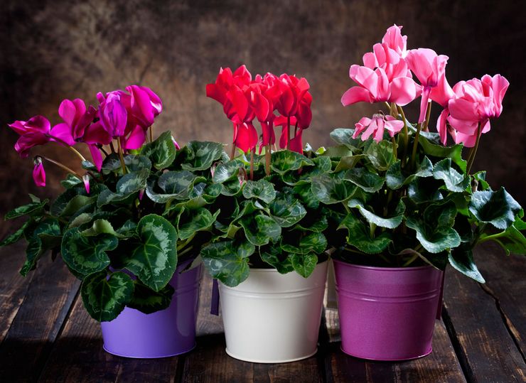 Cyclamen