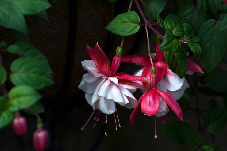 Fuchsia