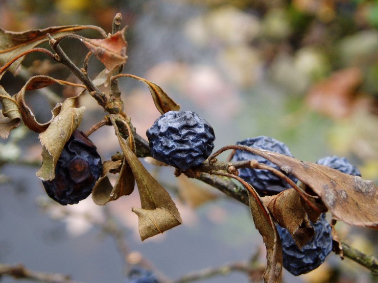 Ασθένειες και παράσιτα του blackthorn