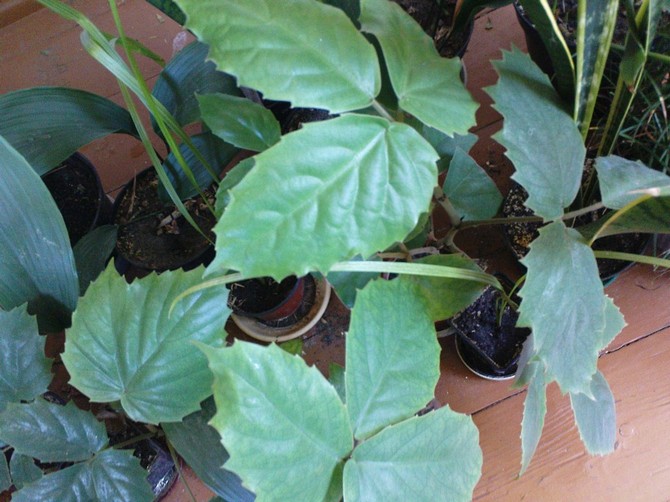 Reproduktion af tetrastigma
