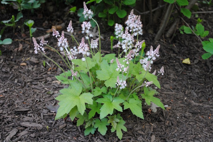 Beskrivelse af tiarella