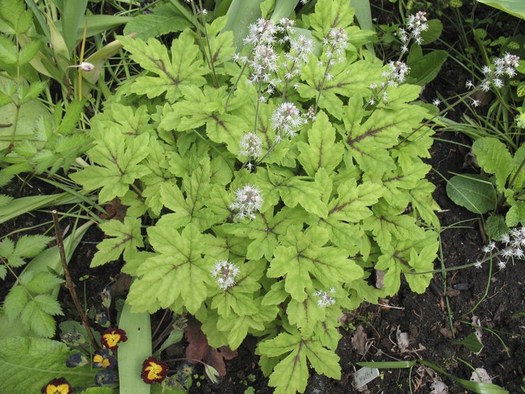 رعاية Tiarella في gunta المفتوحة