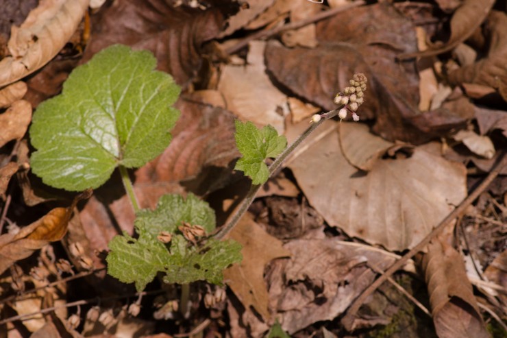 Reproduktion af tiarella