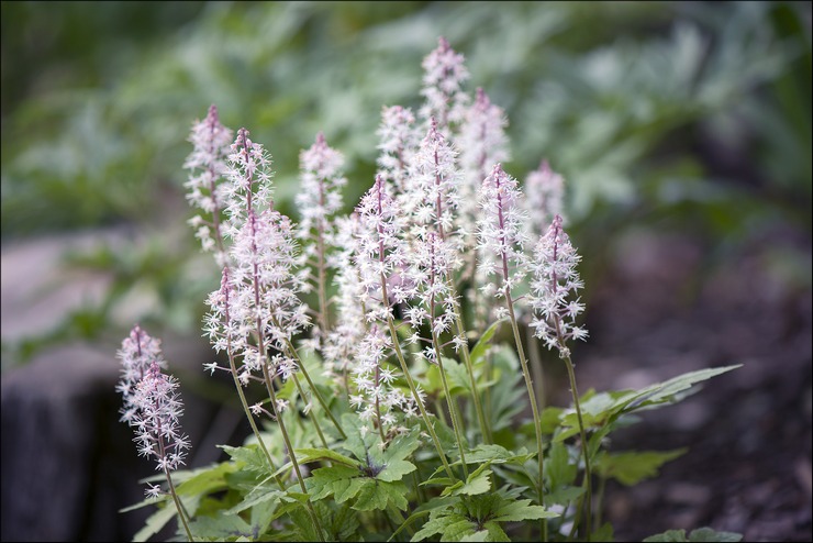 De bedste hybrid tiarella sorter