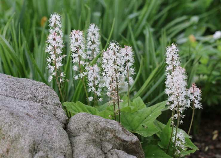 Tiarella - زراعة ورعاية في الحقول المفتوحة. تزايد التياريلا وطرق التربية. الوصف والأنواع. صورة فوتوغرافية