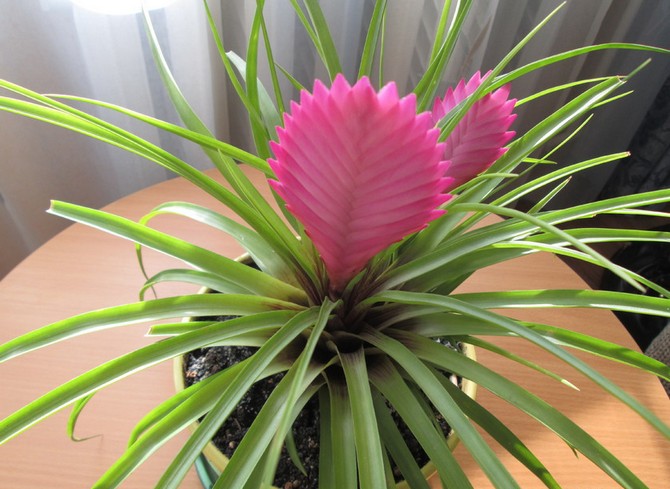 رعاية Tillandsia في المنزل