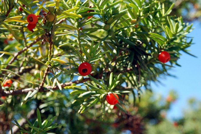 Ελαφρώς γλυκό στη γεύση βρώσιμο σπόρο (σαρκώδες, έντονο κόκκινο) συμβαίνει, λανθασμένα ονομάζεται μούρο