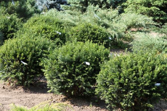 Pointed Yew Taxus cuspidata