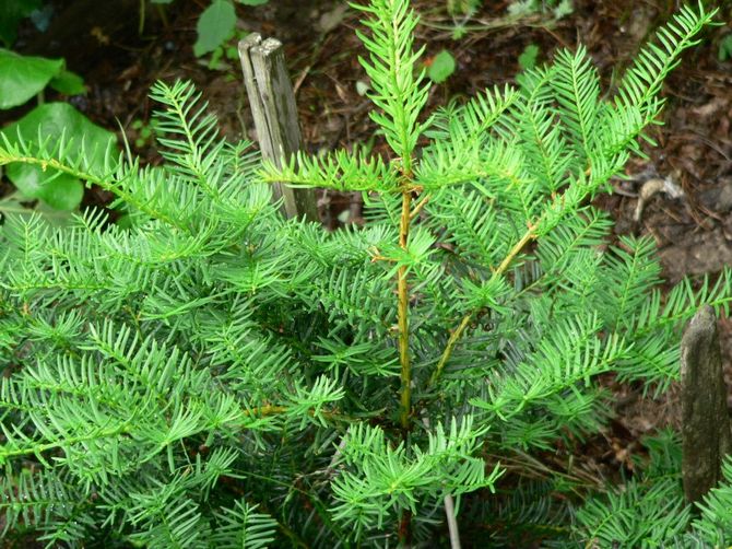 Terävä marjakuusi. Yew -lajike 