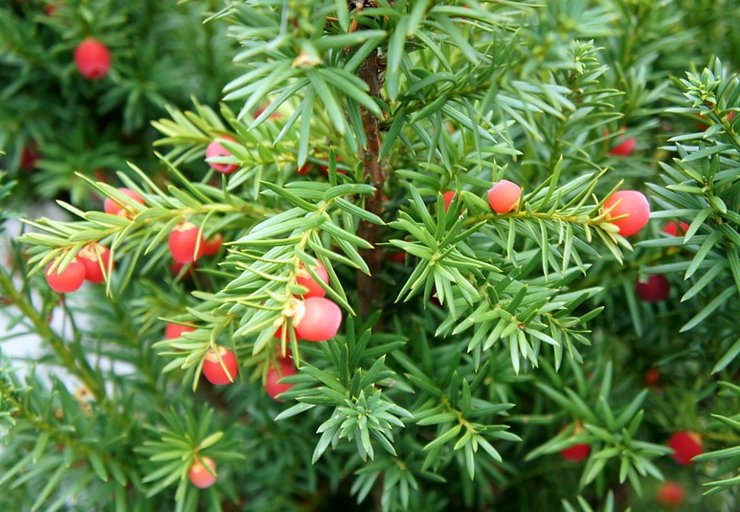 Yew: plantning og pleje i det åbne felt, dyrkning, fotos og arter