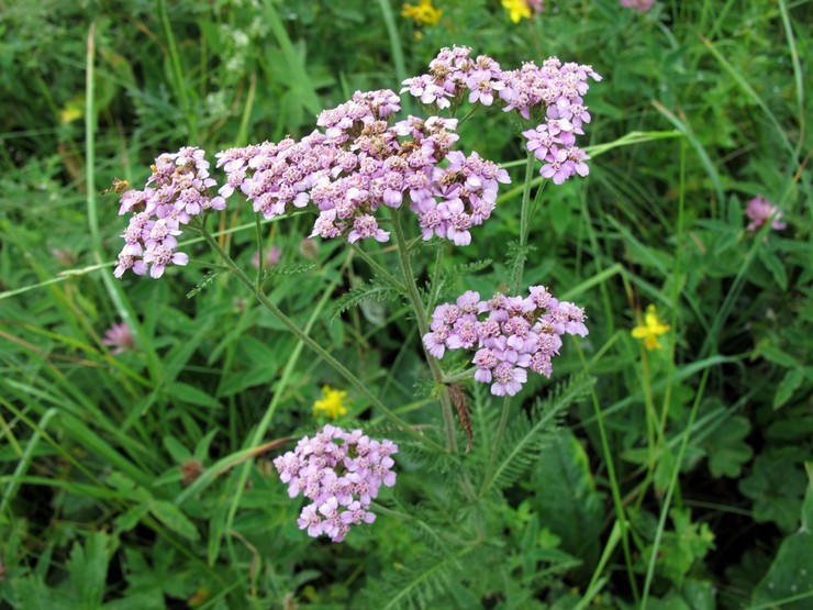 Yarrow στο σχεδιασμό τοπίου