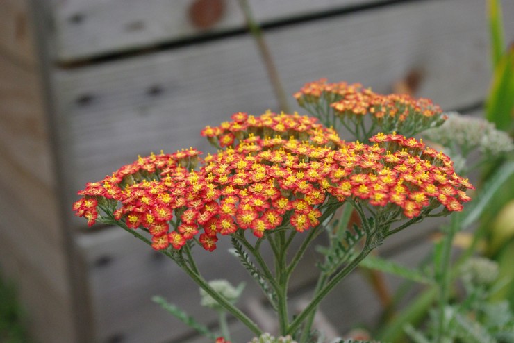 Είδη Yarrow