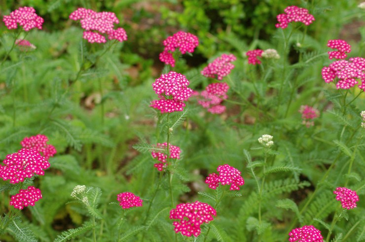 Yarrow - φύτευση και φροντίδα σε εξωτερικούς χώρους. Καλλιέργεια yarrow από σπόρους, μέθοδοι αναπαραγωγής. Περιγραφή, τύποι. φωτογραφία