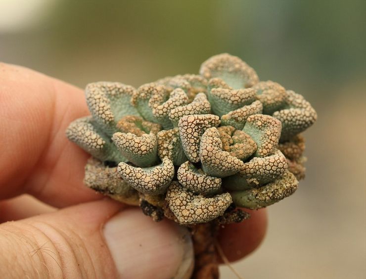 Opdeling af titanopsis rosetter