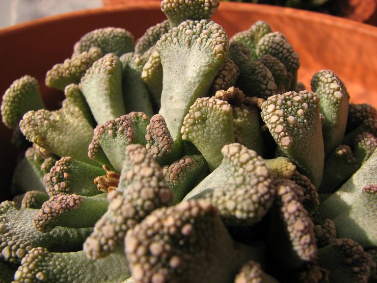 Titanopsis ασθένειες και παράσιτα