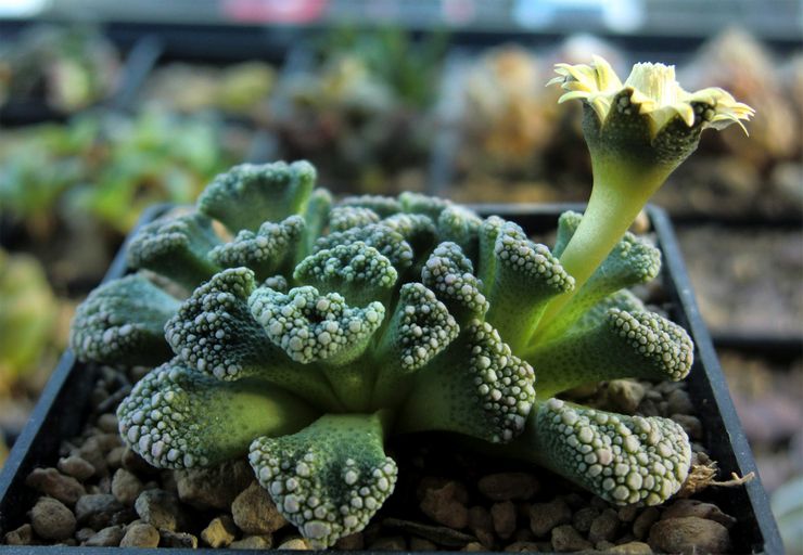 Titanopsis ασβεστούχος