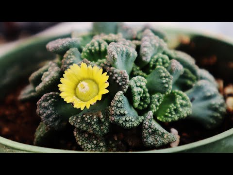 TITANOPSIS | REPRODUKTION & amp; SUCCULENT PLEJE