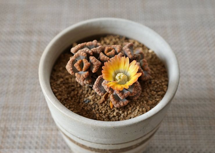 Titanopsis plejer derhjemme