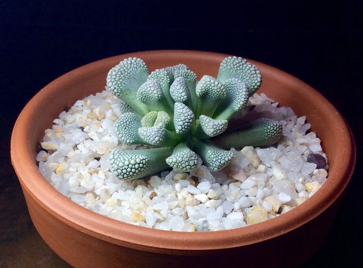 Voksende titanopsis