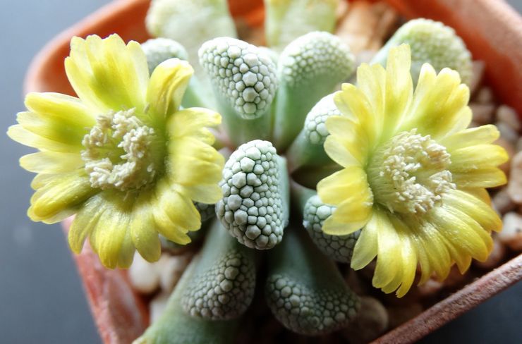 Blomstrende titanopsis