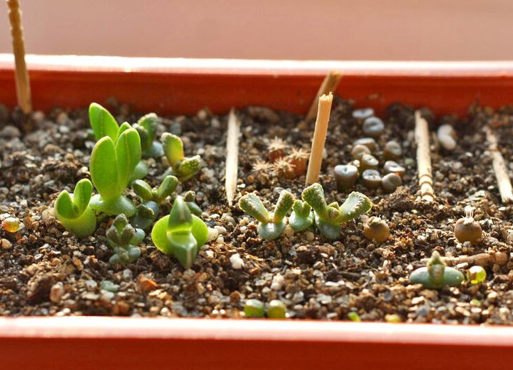 Dyrkning af titanopsis fra frø