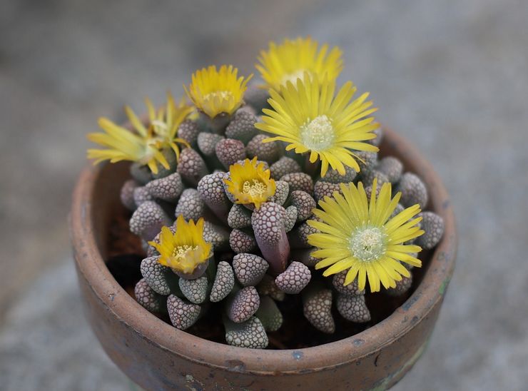 Titanopsis plante