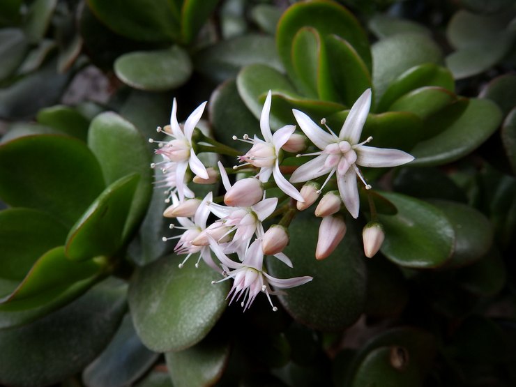 Blomstring af en trælignende vandmand