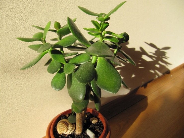 Crassula træ vokser