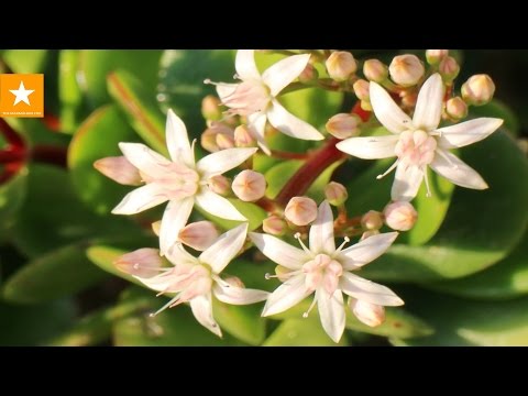 PENIAZENÝ STROM: starostlivosť, transplantácia, ako rozkvitnúť. Tajomstvo od Gummy Fox. CRASSULA