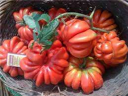 Tomaatin hedelmät voivat olla perinteisiä punaisia, samoin kuin keltaisia, ruskeita, oransseja, ja muoto on pyöreä, pitkänomainen, sydämenmuotoinen, uritettu. Amerikkalainen kylkiluutomaatti on lajike, jota monet puutarhurit nauttivat puutarhassaan. Sen valinnasta ei ole tarkkoja tietoja, joten tämä