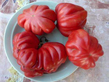 Οι κηπουροί που καλλιεργούν ντομάτες της αμερικανικής ραβδωτής ποικιλίας σημειώνουν μεταξύ των θετικών ιδιοτήτων της μια όμορφη εμφάνιση, καλή ανοχή στην ξηρότητα, ανοσία σε ασθένειες, επαρκή