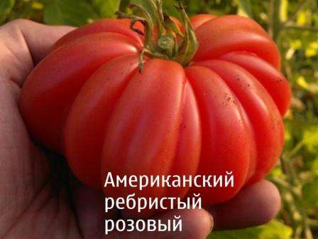 Americká rebrovaná paradajka je náročná na hnojenie: musí sa kŕmiť počas celého obdobia rastu a plodu. Na pestovanie je vhodnejšia neutrálna pôda. Obohatiť náklad