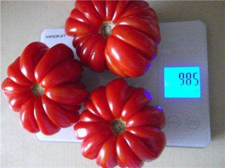 Du kan bestemme tomaternes modenhed ved deres udseende: deres hud får glans. Om nødvendigt høstes frugterne inden modning, de bringes til tilstand i papirposer eller i nærheden af ​​bananer eller