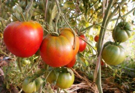 Hyvä maku. Jos rakastat aromaattisia tomaatteja, tämä lajike on sinua varten. Useita kertoja tomaatti Kosmonautti Volkov