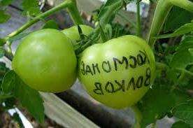 Tämä tomaattilajike on pitkä, joten jos haluat saavuttaa hyvän sadon, sinun on tiedettävä kosmonautti Volkovin kasvamisen erityispiirteet.