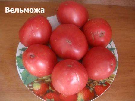 Tomato