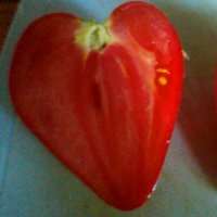 Siitä hetkestä lähtien, kun taimet istutetaan maahan, kunnes sato on täysin kypsä, kestää noin 100-130 päivää. Tomaatilla on melko suuret, hieman vaaleanpunaiset hedelmät, joissa on kylkiluinen pinta. Siksi k: lle