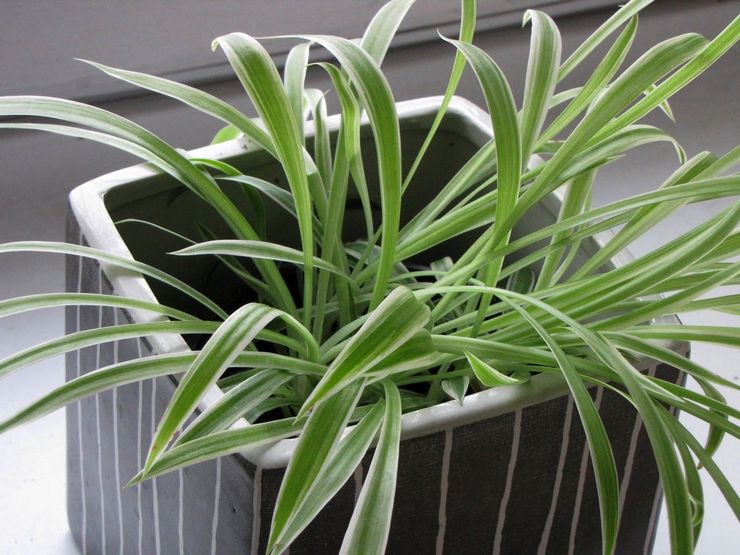 Chlorophytum